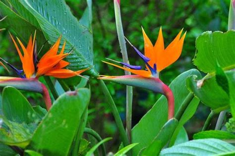 白花天堂鳥花語|天堂鳥花語象徵與寓意